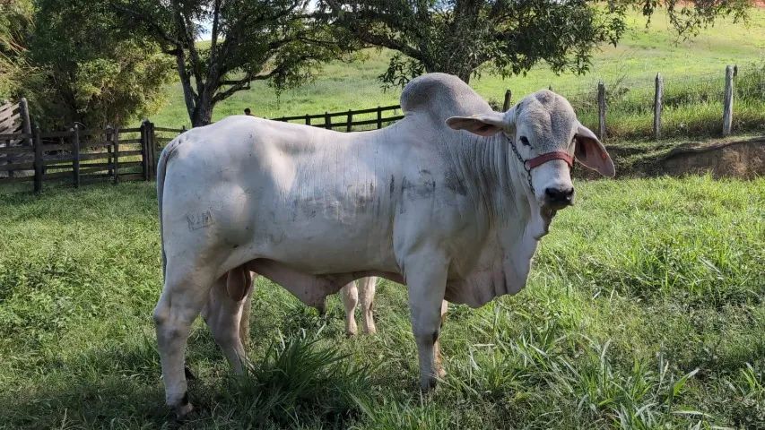 Bezerros, bezerras e Tourinhos Brahman - Foto 5