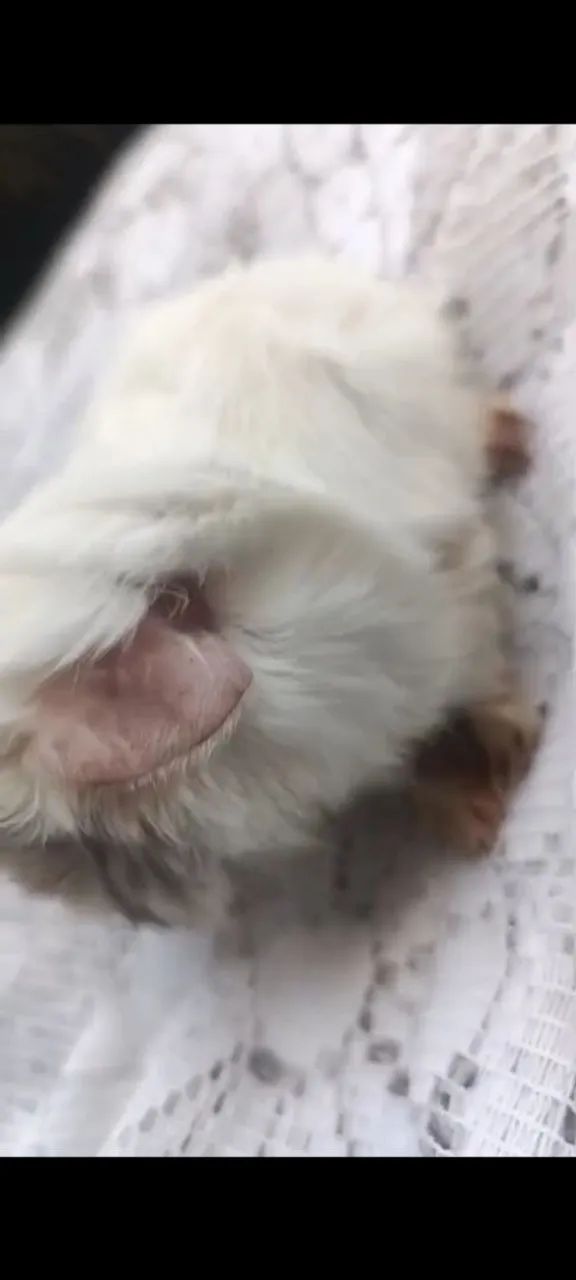 Porquinhos da Índia  - Foto 6