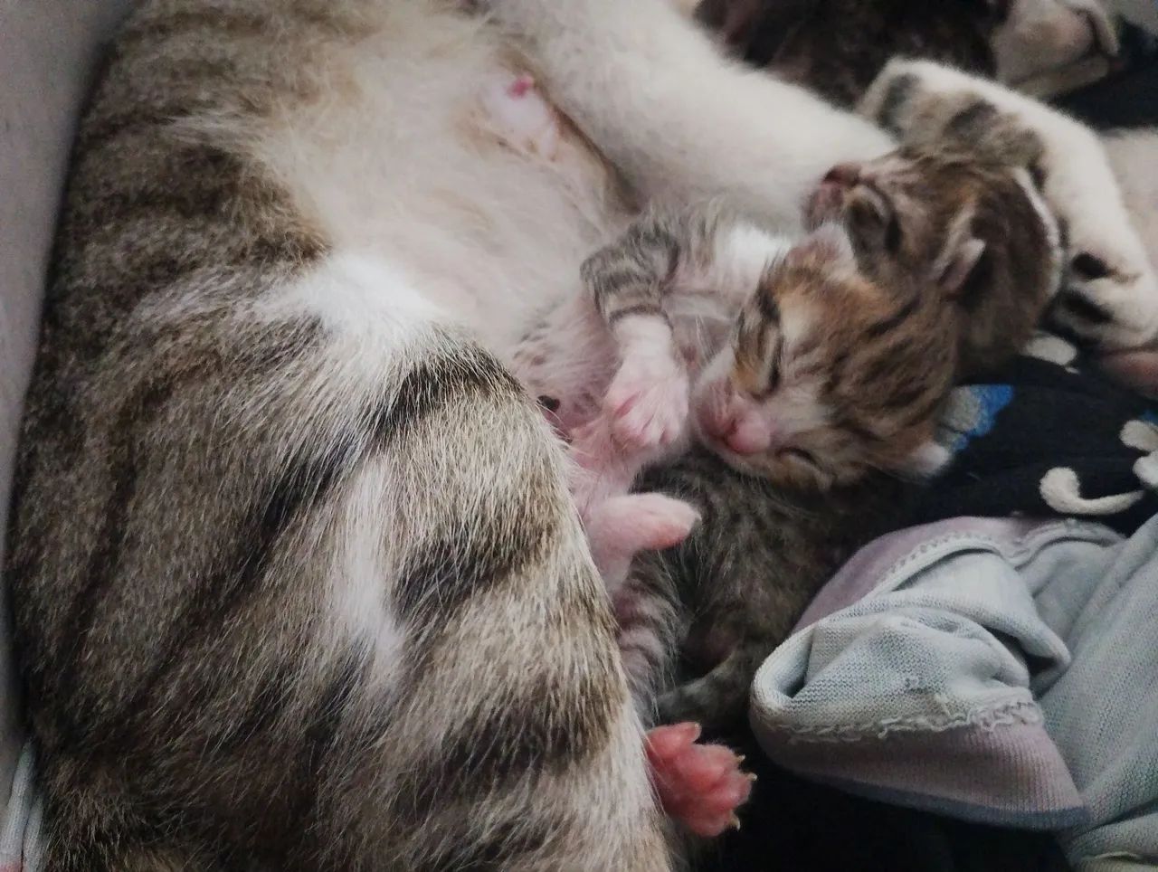 Gatos para adoção  - Foto 5