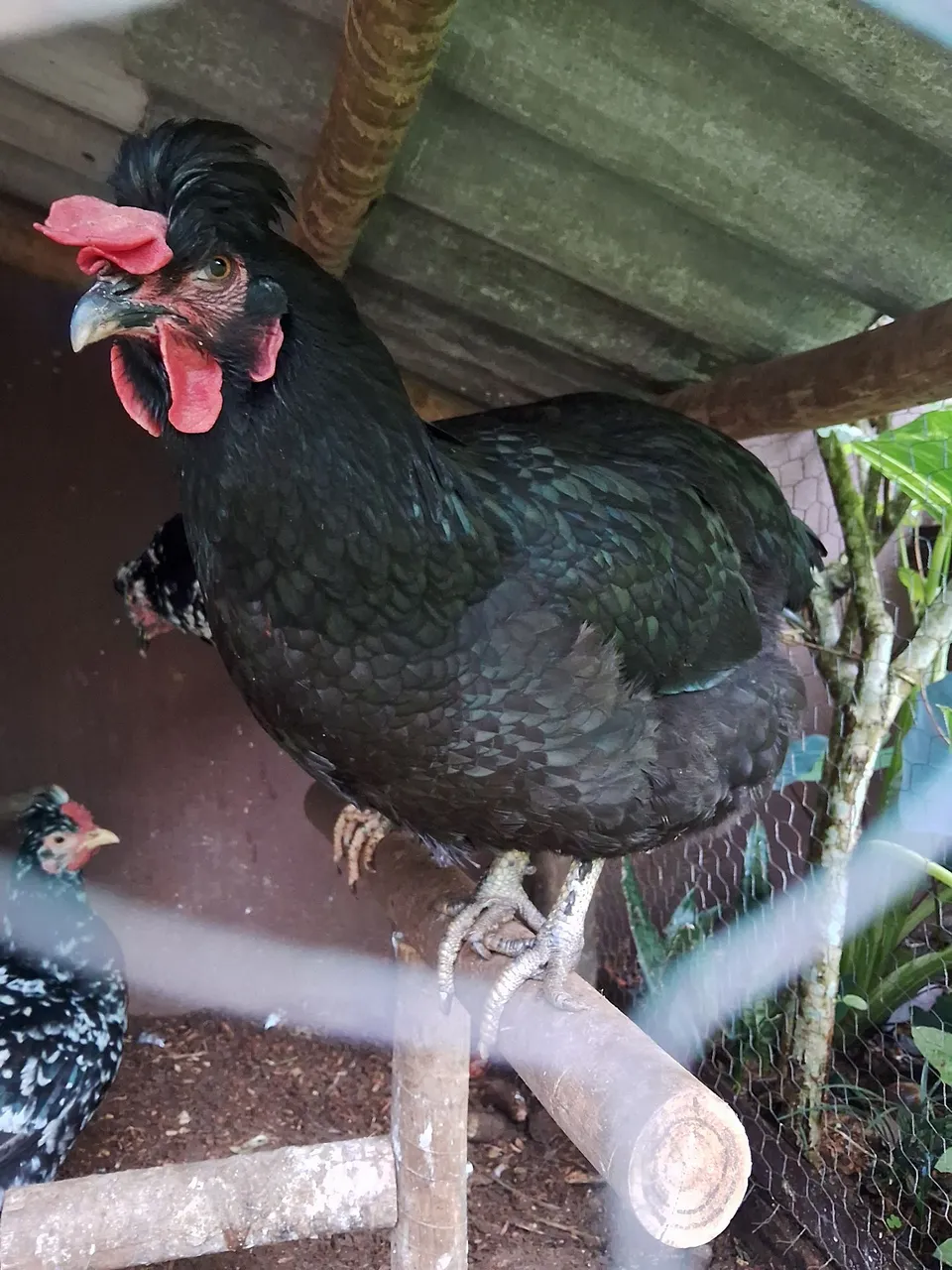 Galinha Balão gsb - ovos e pintinhos