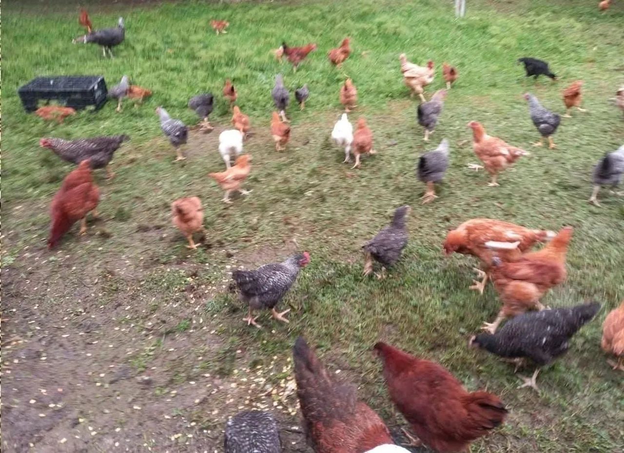 Galinhas, frangas, frangos e galos  para venda
