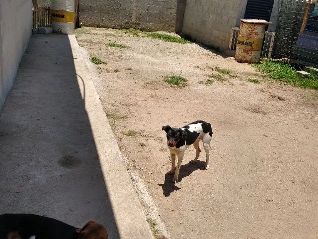 vendo femea de raça fox paulistinha pura  com 1 aninho - Foto 2