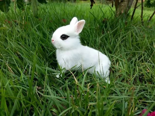 Mini Coelhinhos R$100 - Foto 3