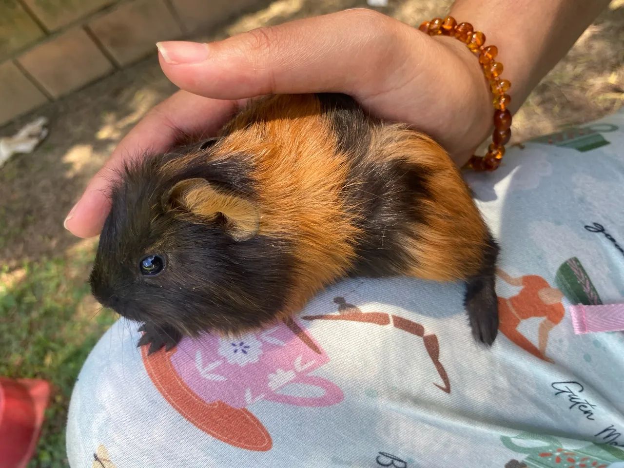 Porquinho da índia  - Foto 3