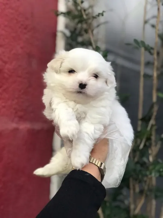 Maltês tamanho micro e padrão, com garantias e suporte veterinário de maneira gratuita!