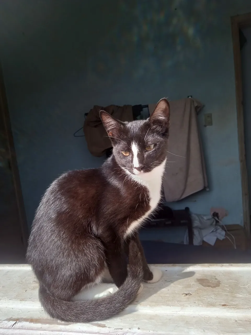 DOA-SE LINDO GATINHO DE TRÊS MESES