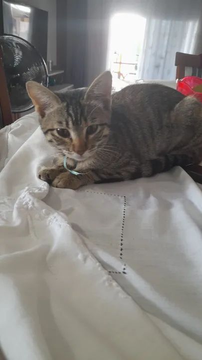 Gatinho adorável para adoção