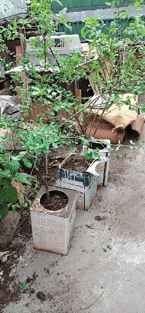Pés acerola vermelha - Foto 4