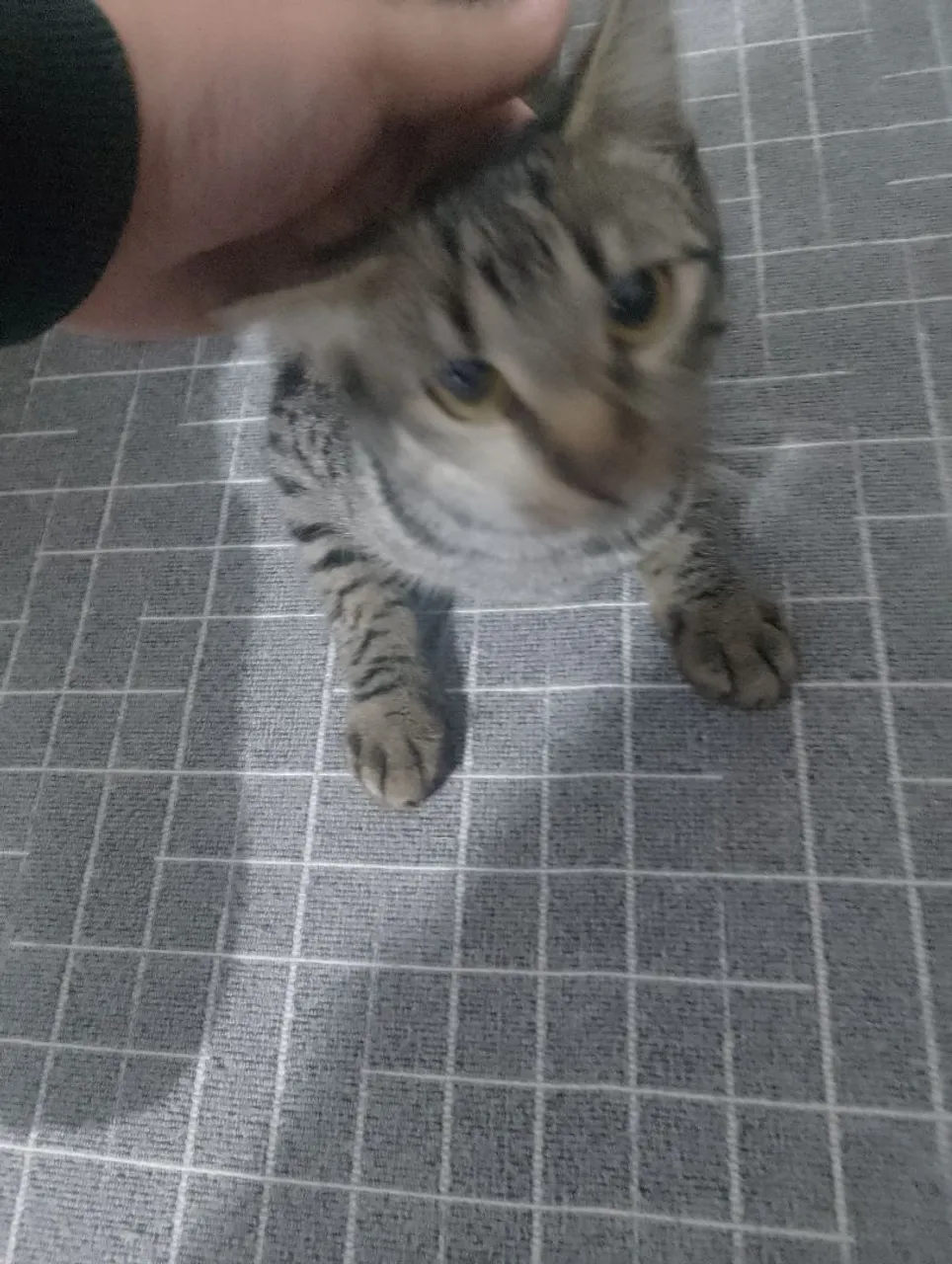 Gatinha Tigrado para Adoção 8 meses