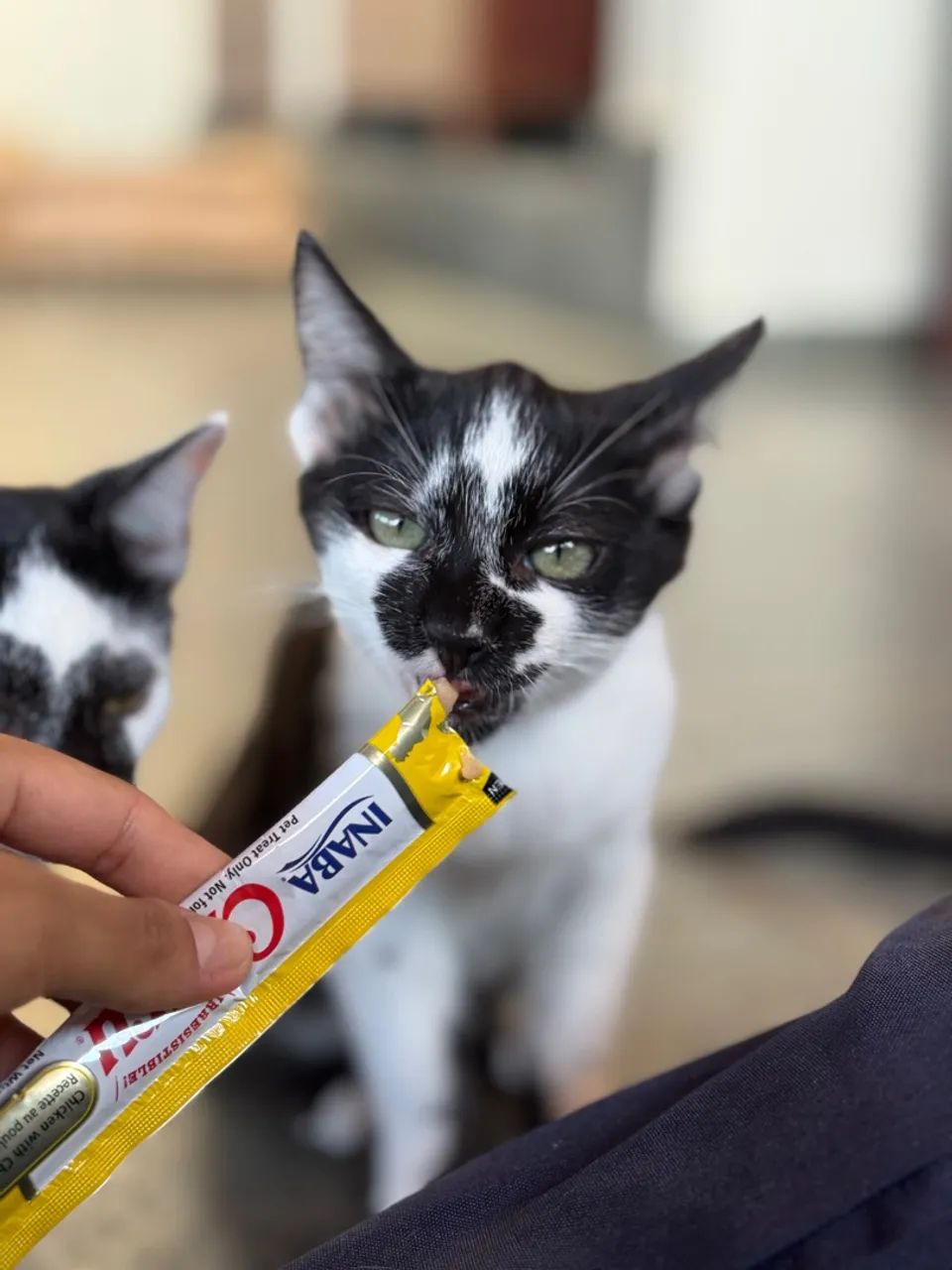 Gatinho filhote pra adoção  - Foto 3