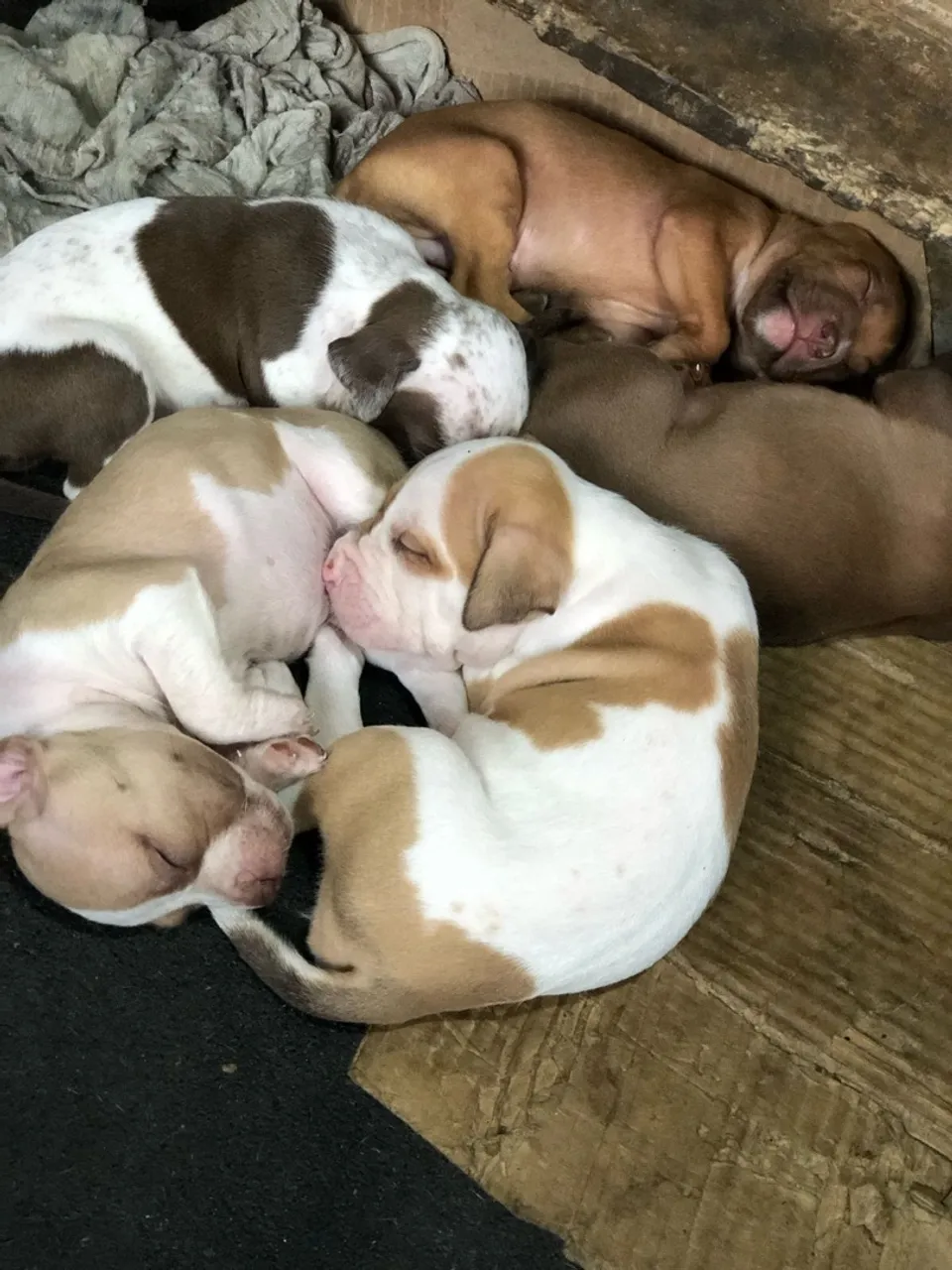Filhotes de Pitbull 4 machos disponíve!