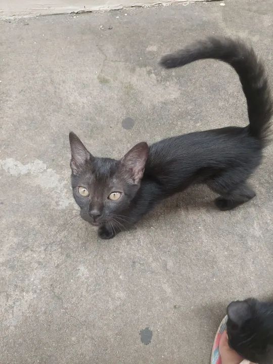 Gatinha Preta Adorável para Adoção