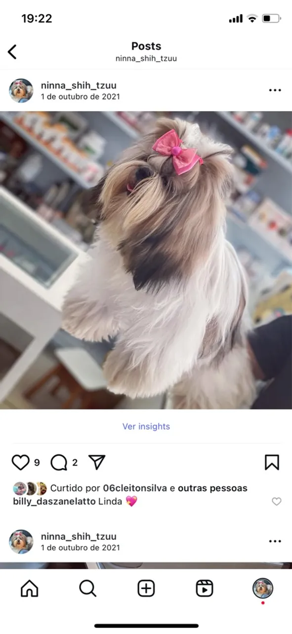 Shih Tzu filhote
