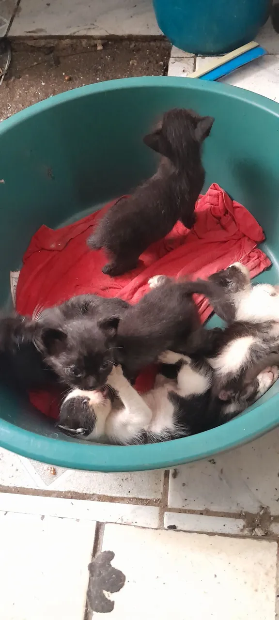 Filhotes de gatos adoráveis para adoção