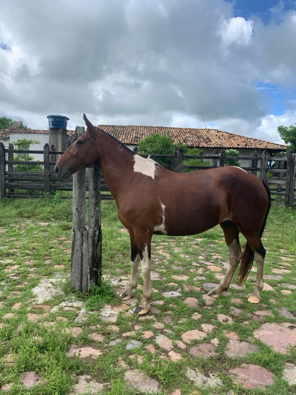 Égua Campolina 