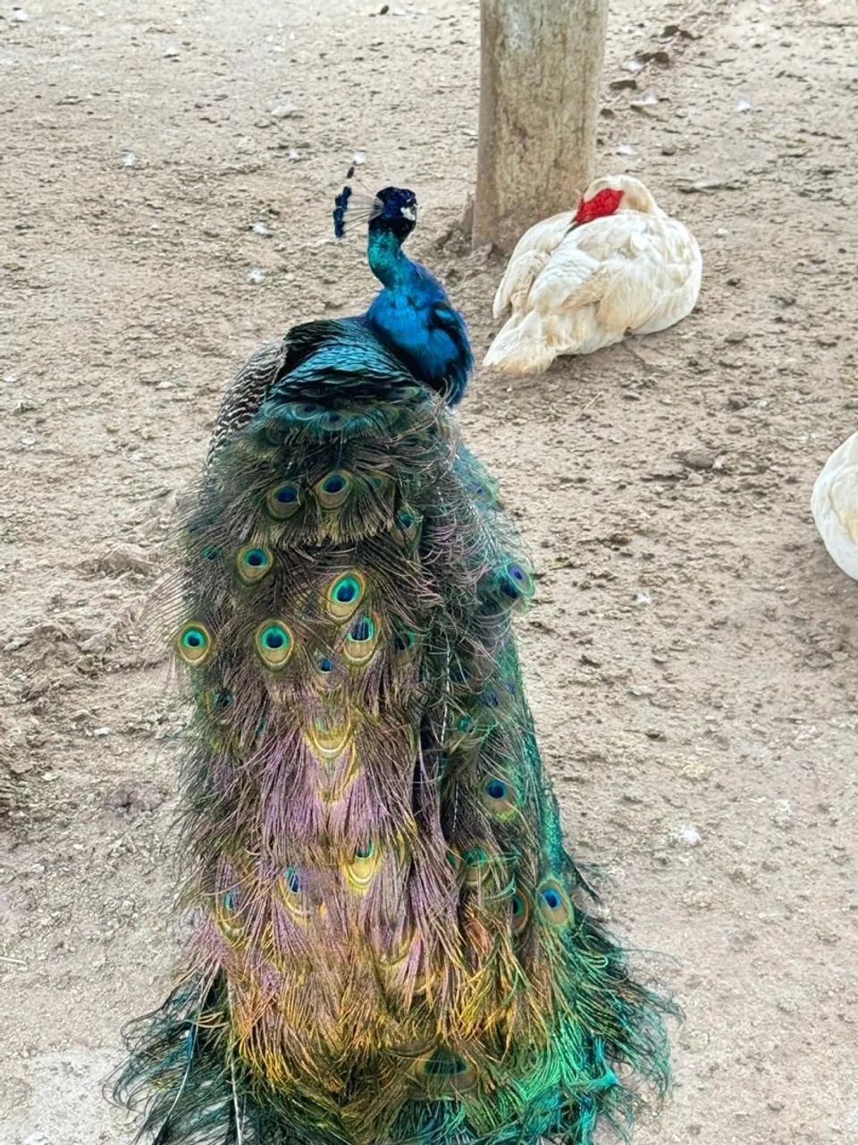 Lotes no Fazenda real  - Foto 9