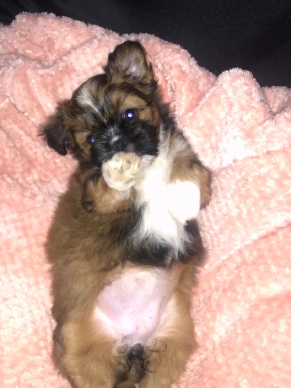 Filhote Shih Tzu FÊMEA