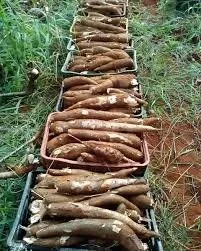 caixa da mandioca amarela direto da produção