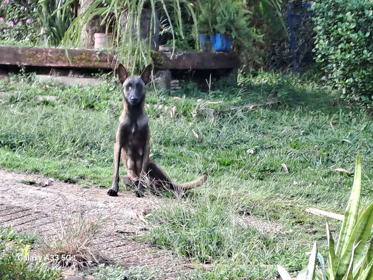 Pastor belgas malinois - Foto 3