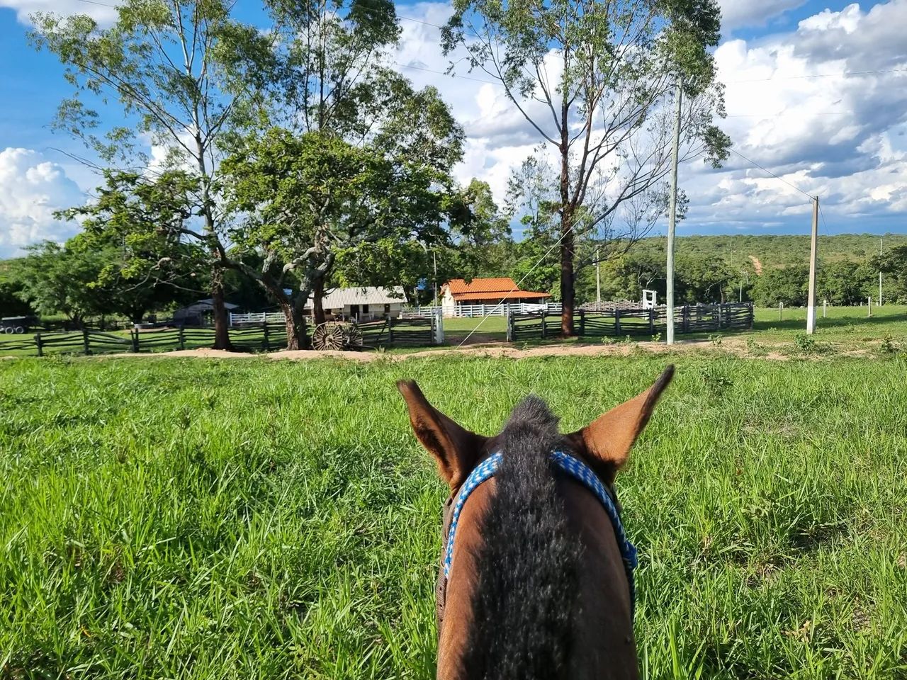 OPOTUNIDADE!! Fazenda 202 Hectares Arinos-MG - Foto 10