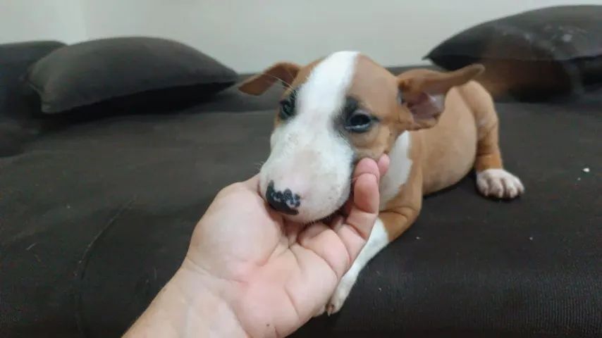 Filhotes de Bull Terrier | Fortes e Amigáveis 