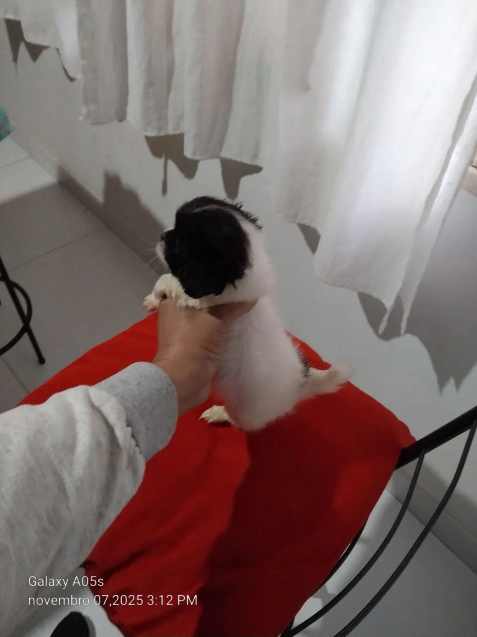 Lindo filhote de lhasa mini filho único machinho  - Foto 4