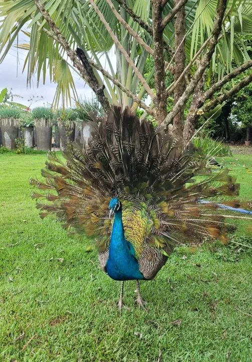 Lindo casal de pavão!