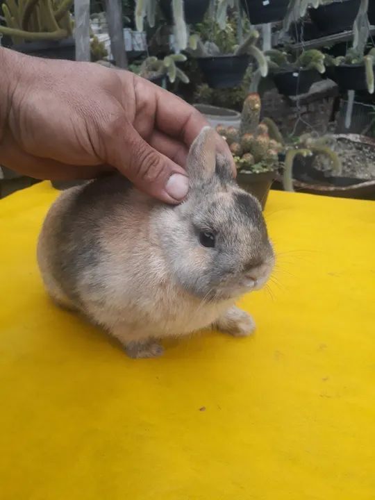 Coelho anão importado Harlequim  - Foto 5