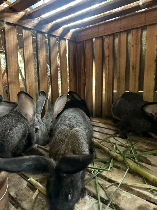 VENDE SE FILHOTES DE COELHOS - Foto 2