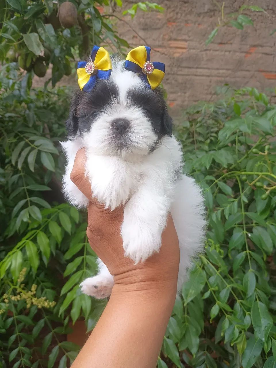 Shih Tzu Fêmea - Lindinha e Carinhosa