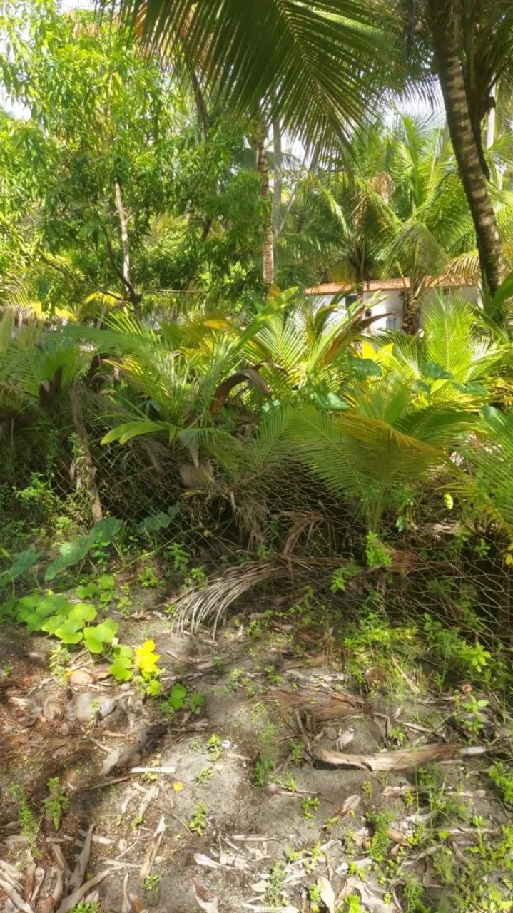 Mudas de Coco frescos da roça direto para você! - Foto 3
