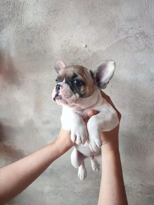 Filhote de Bulldog francês  - Foto 5