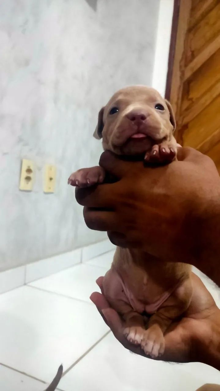 Filhotes de Pitbull  - Foto 4