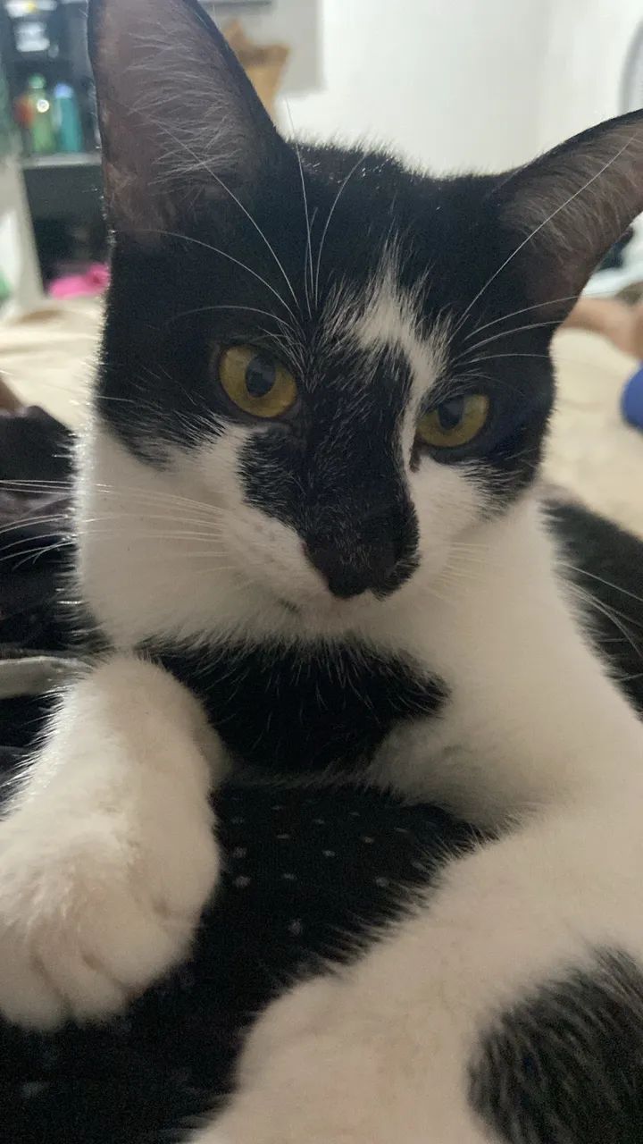 Gato macho pra doa ção  - Foto 2