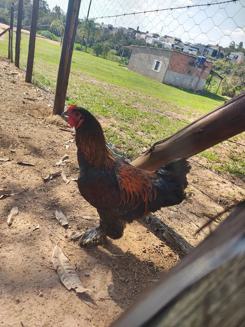 Vende de se - Foto 3