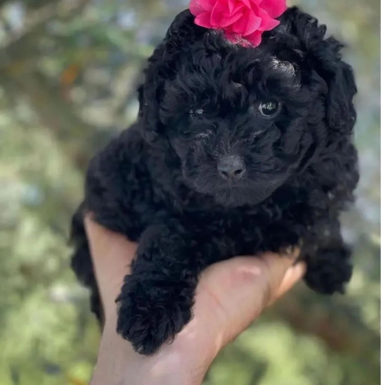 Poodle  - Foto 2
