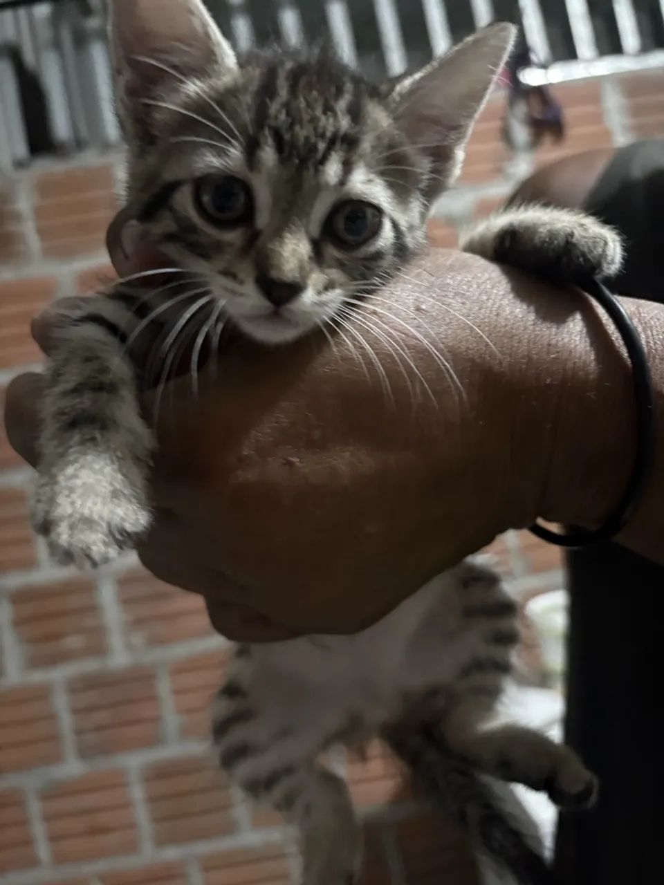 Gatos adoção  - Foto 4