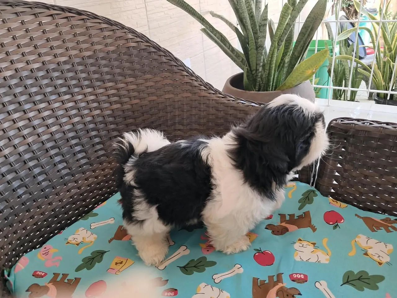 Shih-tzu Macho de qualidade e excelente linhage  - Foto 4