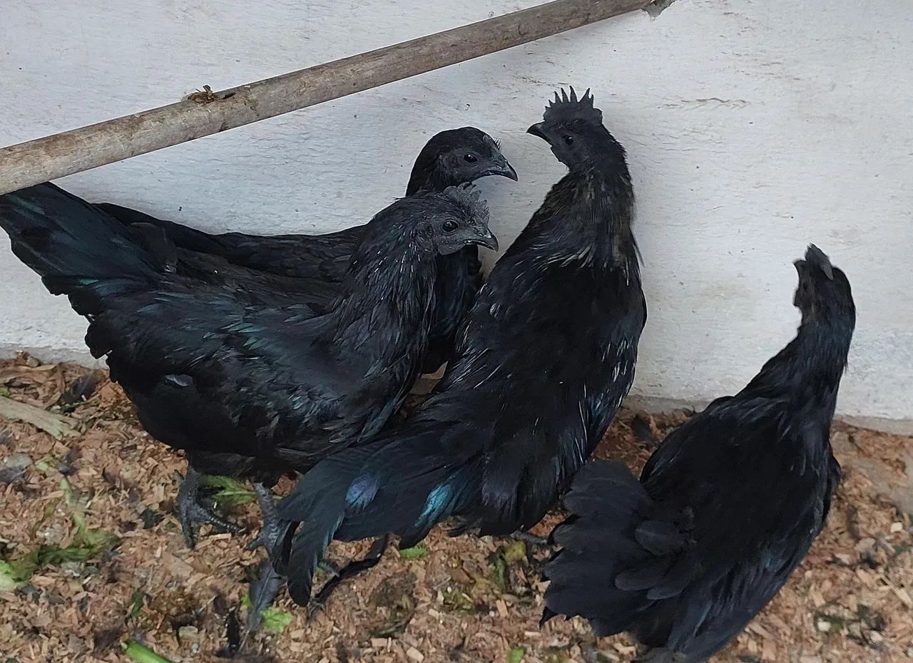 AYAM CEMANI CASAL - Foto 4