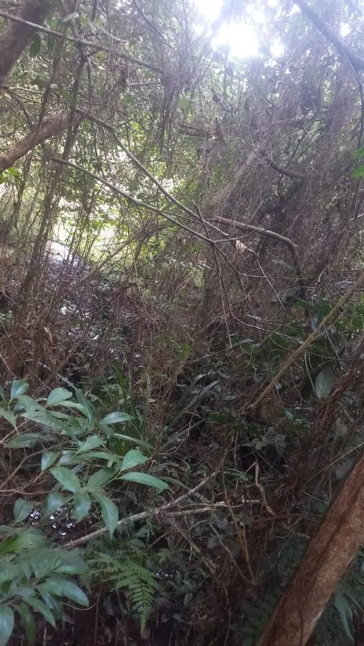 Fazende dos pássaros  - Foto 3