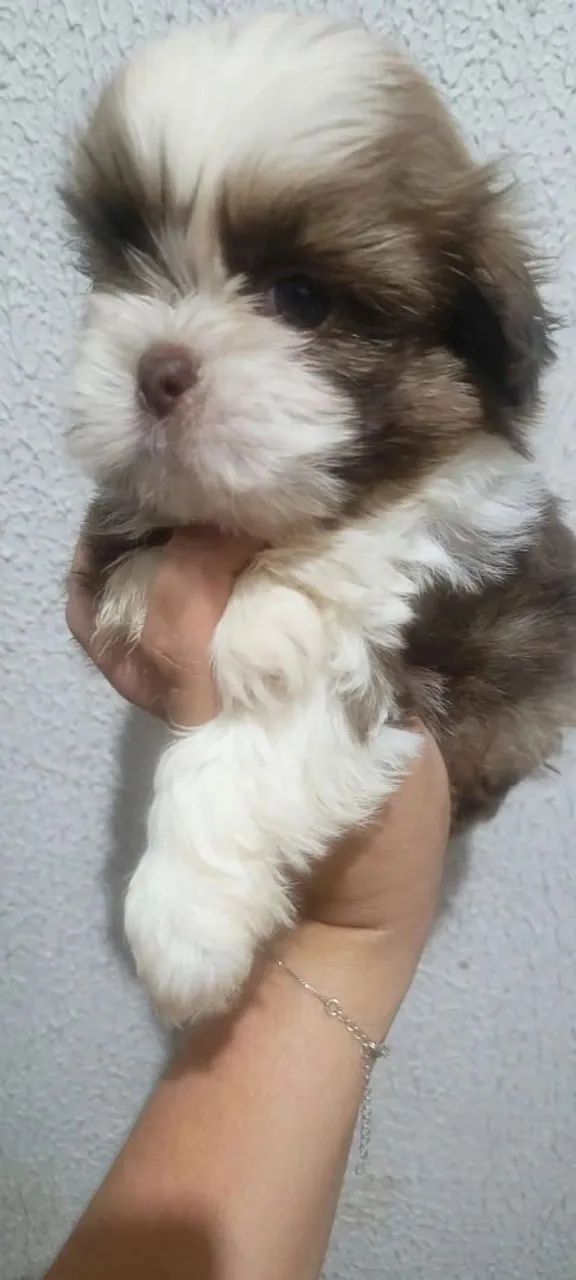 Macho de shitzu 