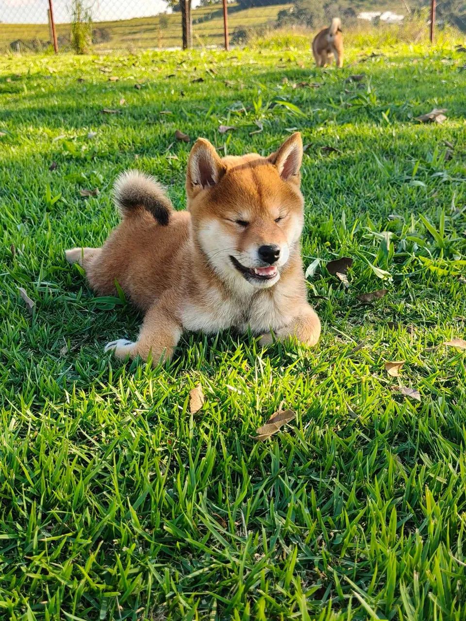 Shiba Inu 