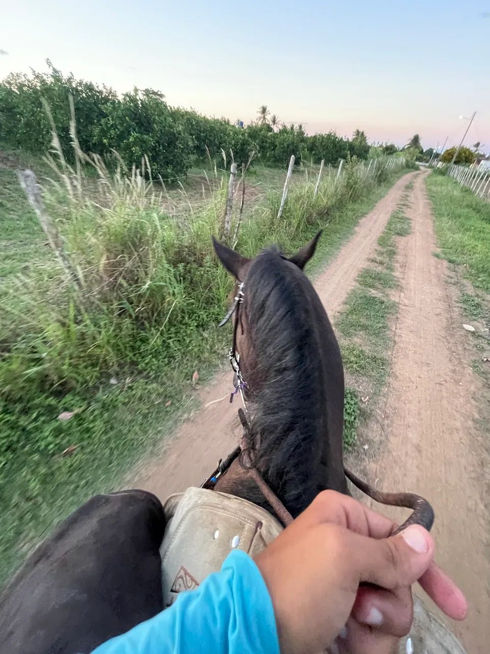 ÉGUA QM - Foto 3
