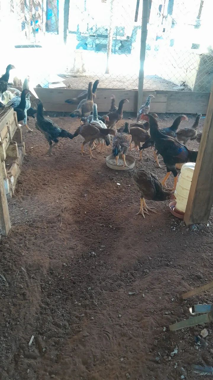 Frangos  - Foto 2