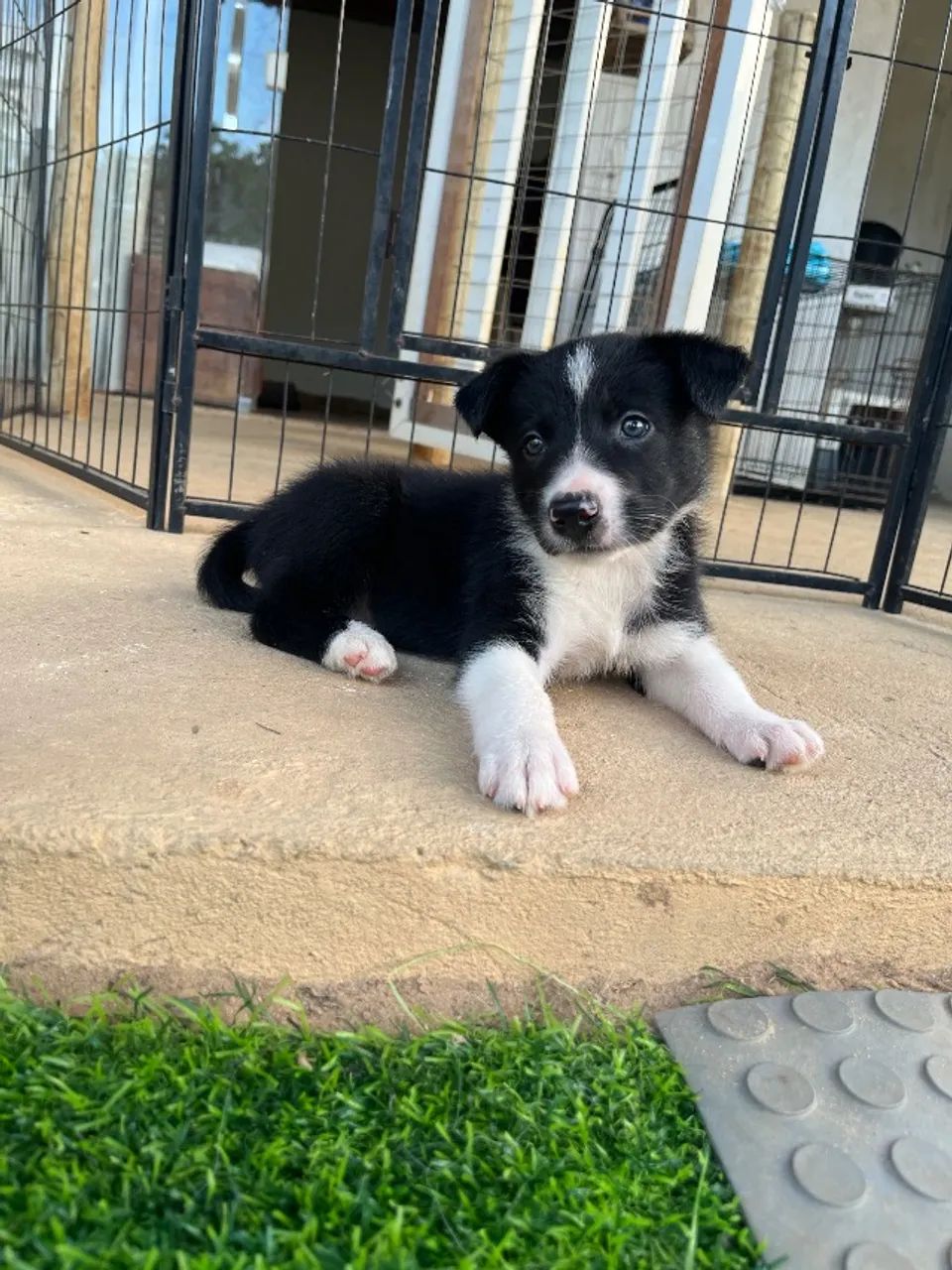 Filhote de Border Collie - Foto 2