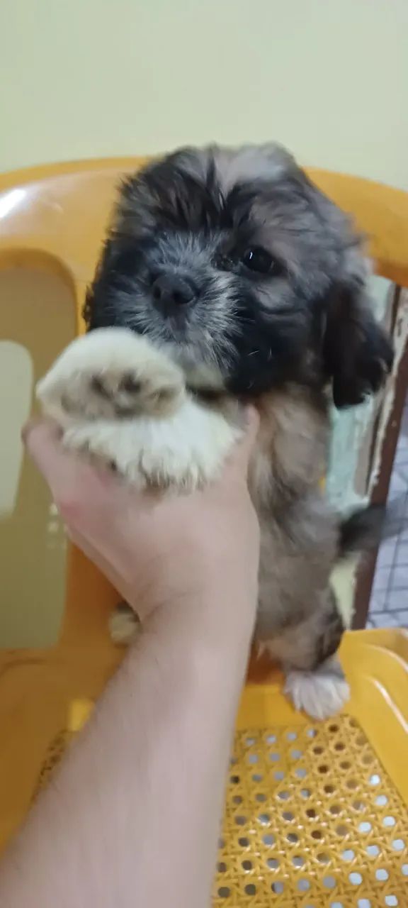 Filhote de Lhasa Apso  - Foto 2