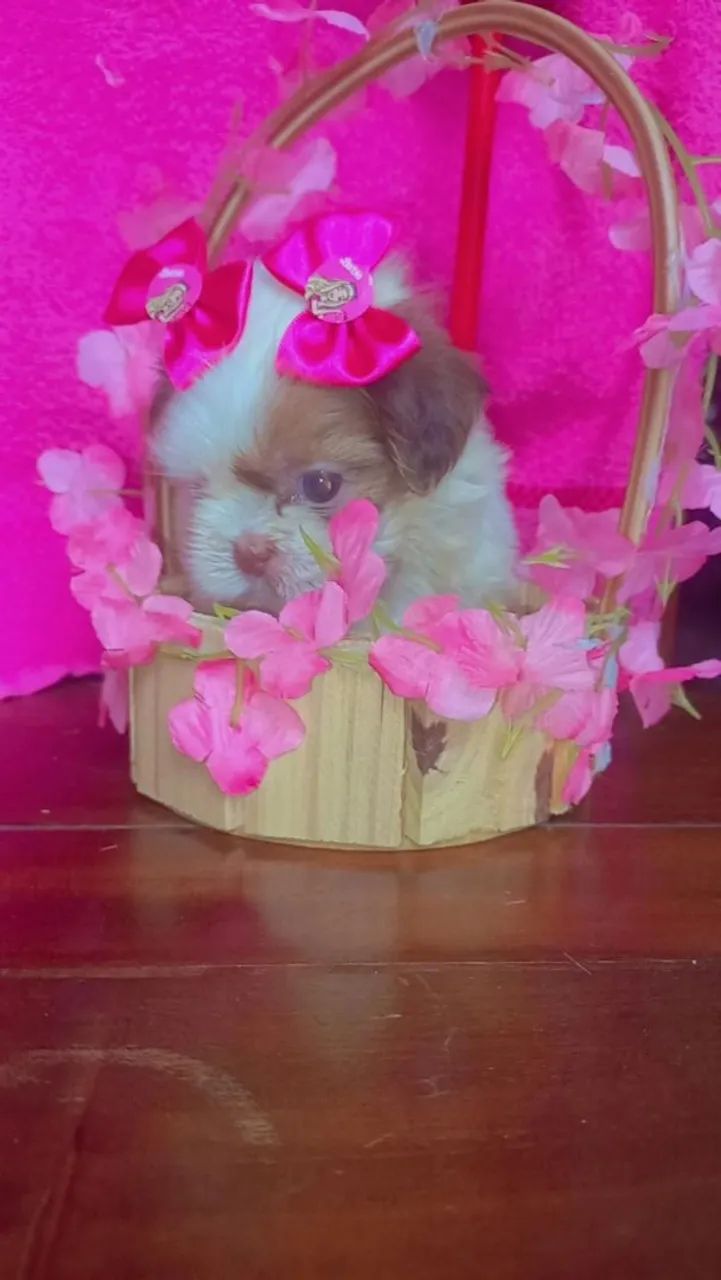 Shih tzu  - Foto 5