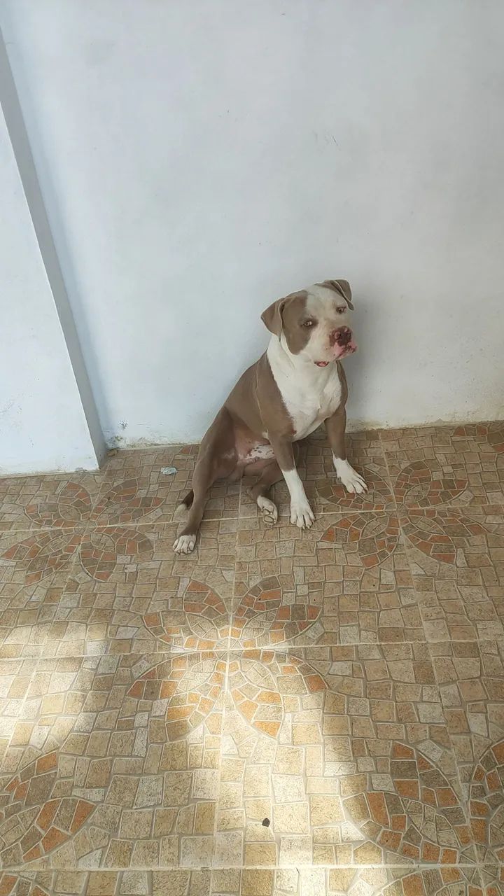 Pitbull  - Foto 4