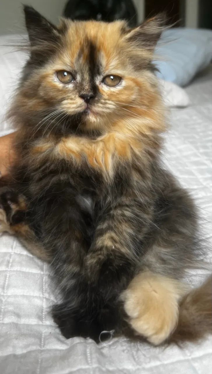 Gata persa - Foto 2