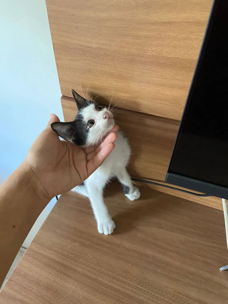 Doa-se filhotes de gato